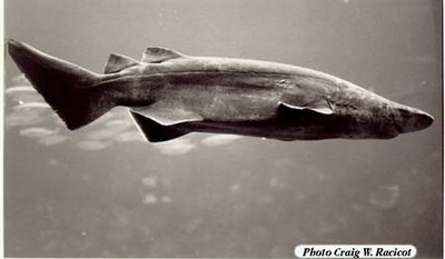 (Echinorhinus Blainvillе, 1816) Род БЛЯШКОШИПЫЕ АКУЛЫ 2 вида